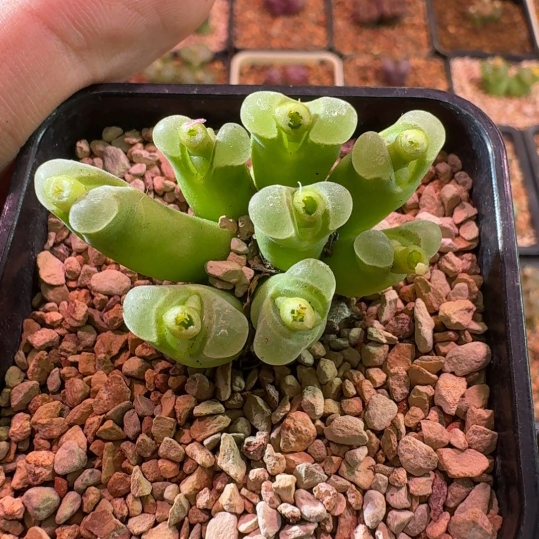 云缦精品番杏11.32 粉绒窗佛肚