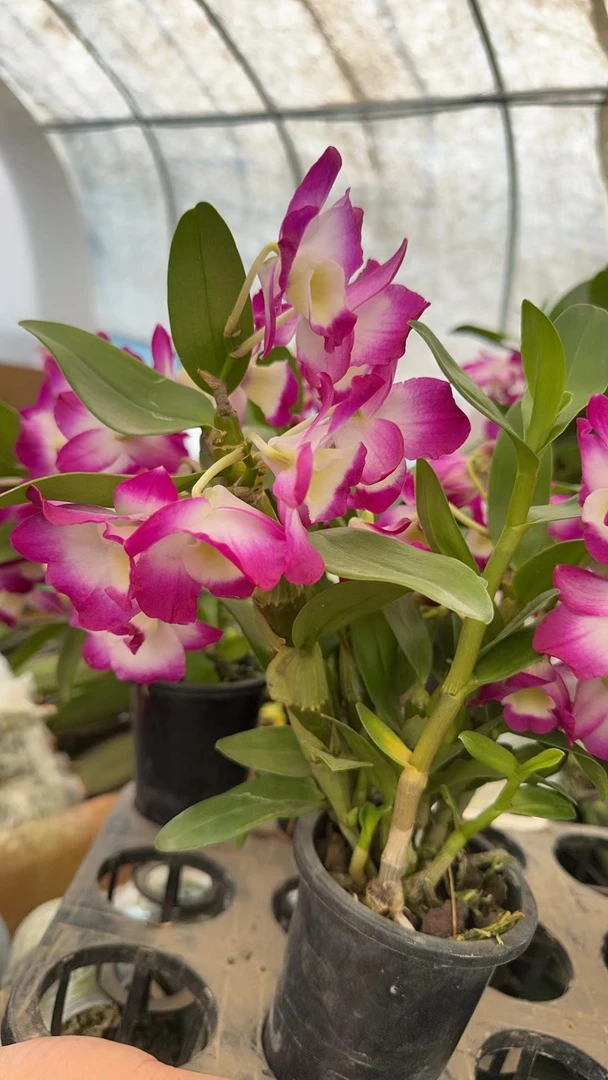 香水石斛   开花太香了