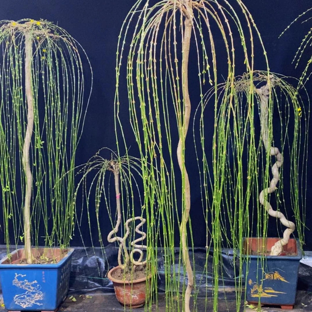 三台迎春，一物一拍，