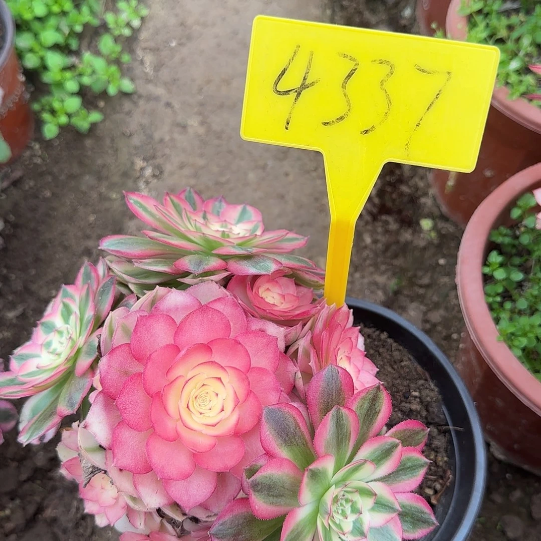 4337---倾城多头多肉植物