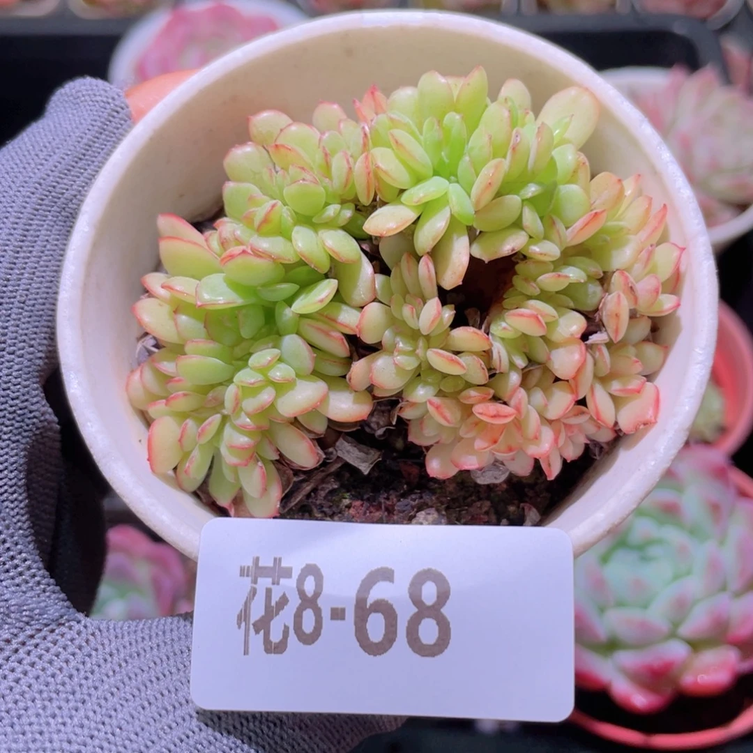 花利美 8-58春桃缀化