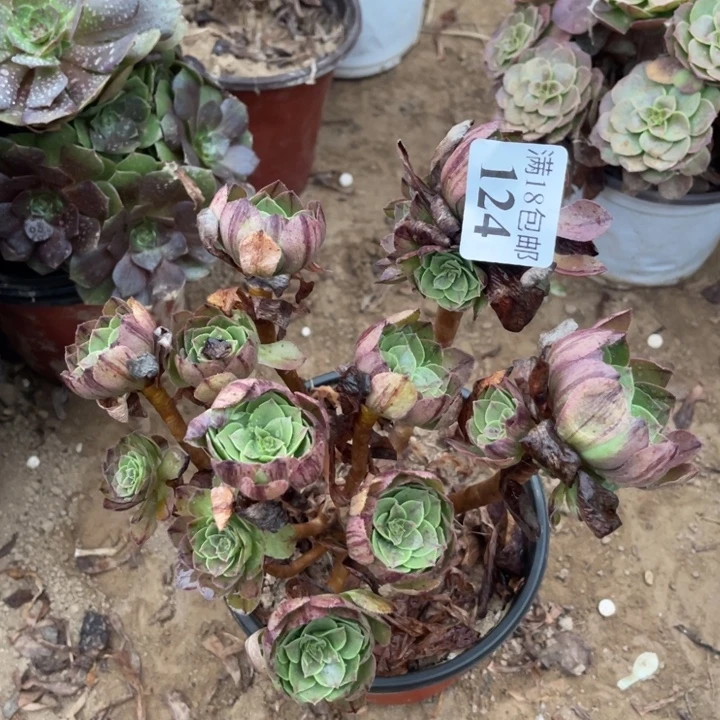 124万拉丝绣球1号棚