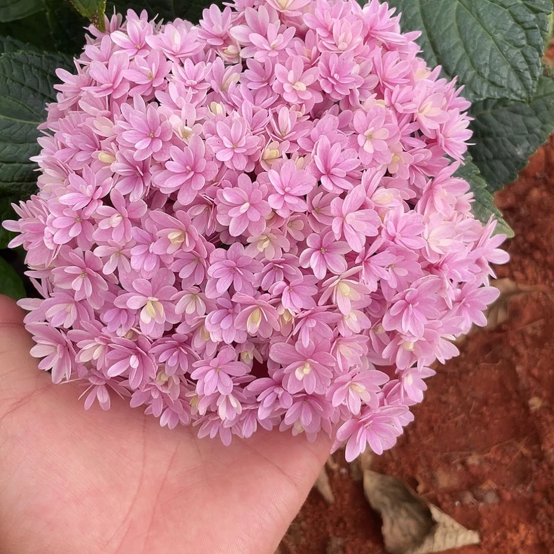 绣球切花一物一拍3枝起包邮，199
