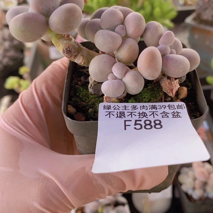芭比奶洛7cm588多肉植物