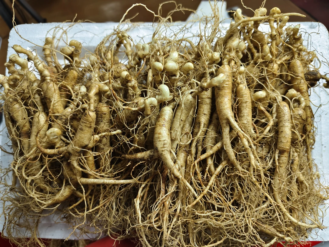 东北林下参 链接为了方便价格变动 以直播间实物为准