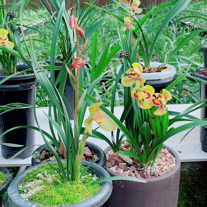 ****完全开放一物漂亮开花