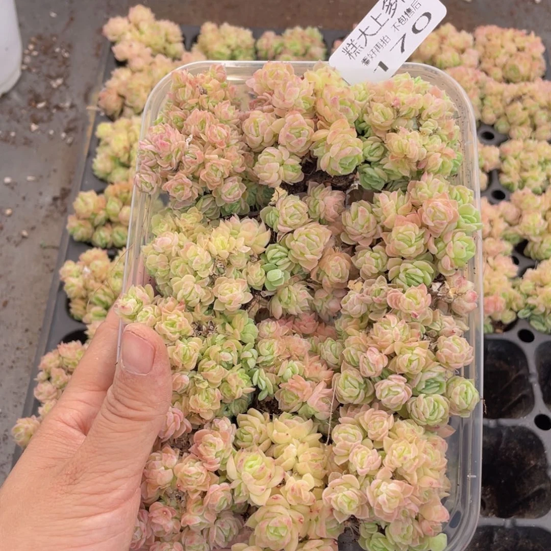 糕大上多肉植物170