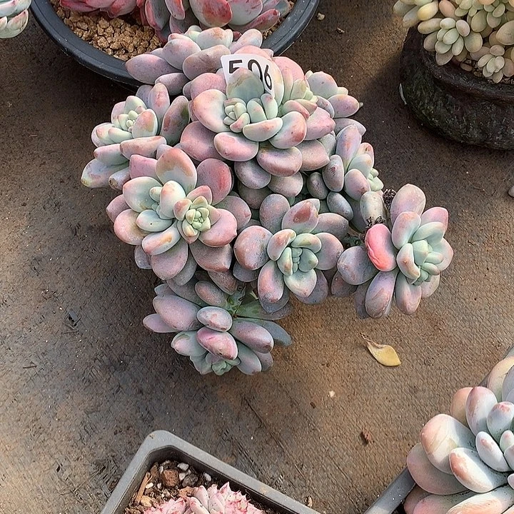 506洛神 一物一拍多肉