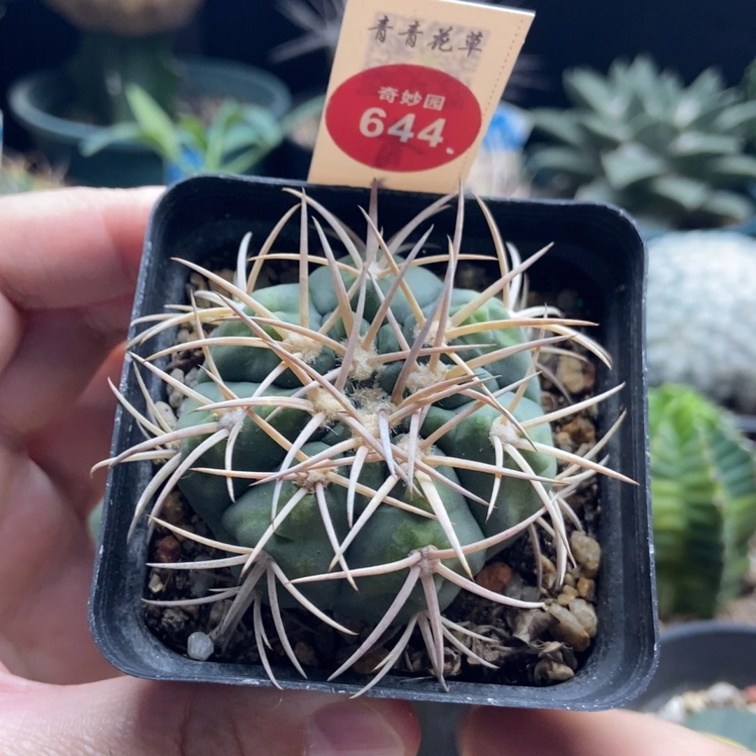 实生有斑天平丸4.9cm