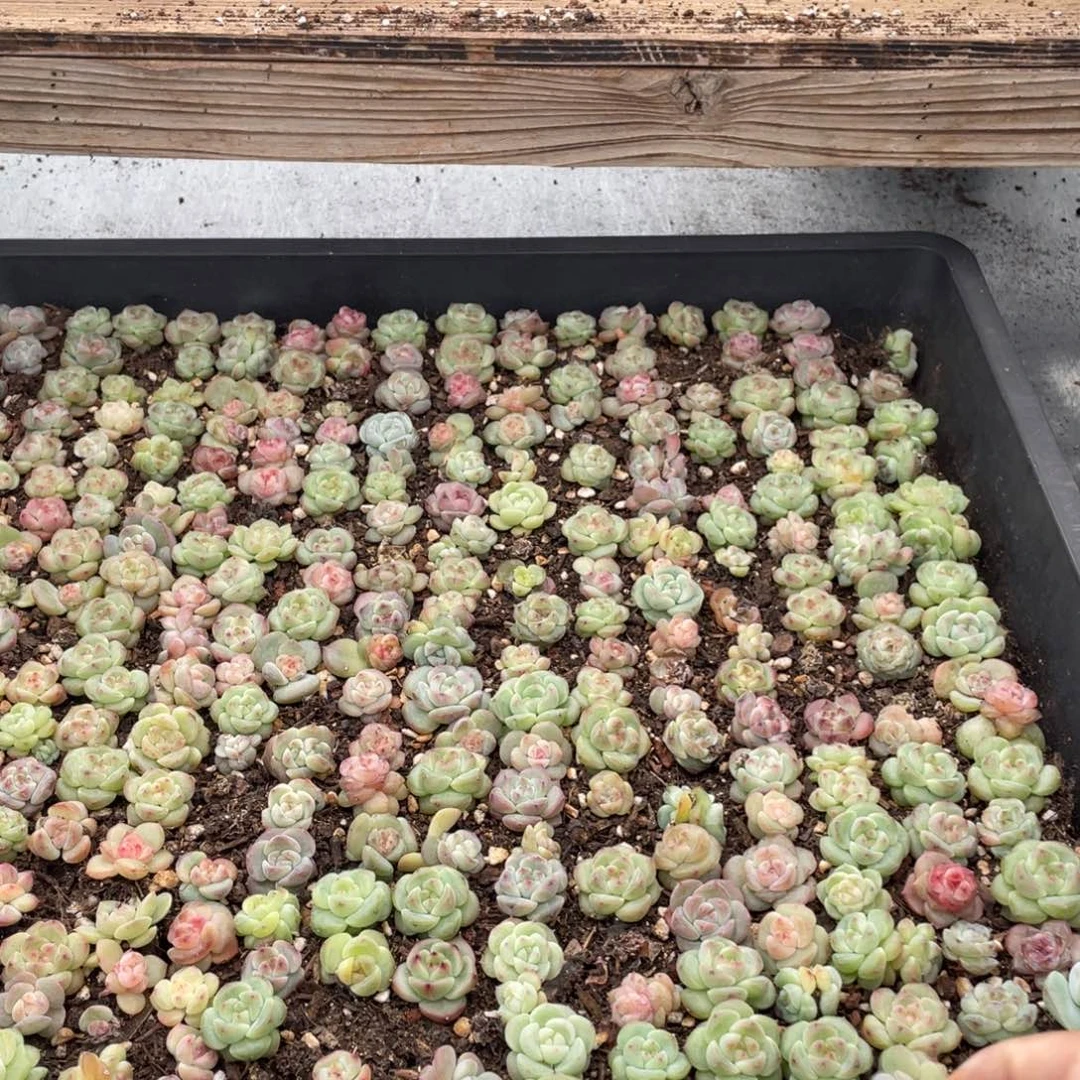 布***辣云糖心多肉植物24