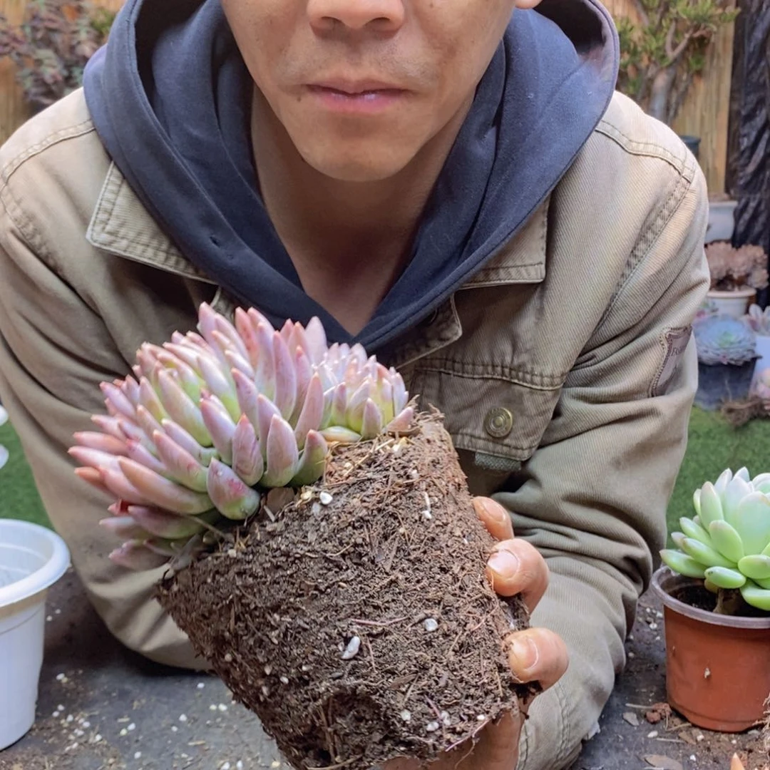 李*瑞F209号炫彩星多肉