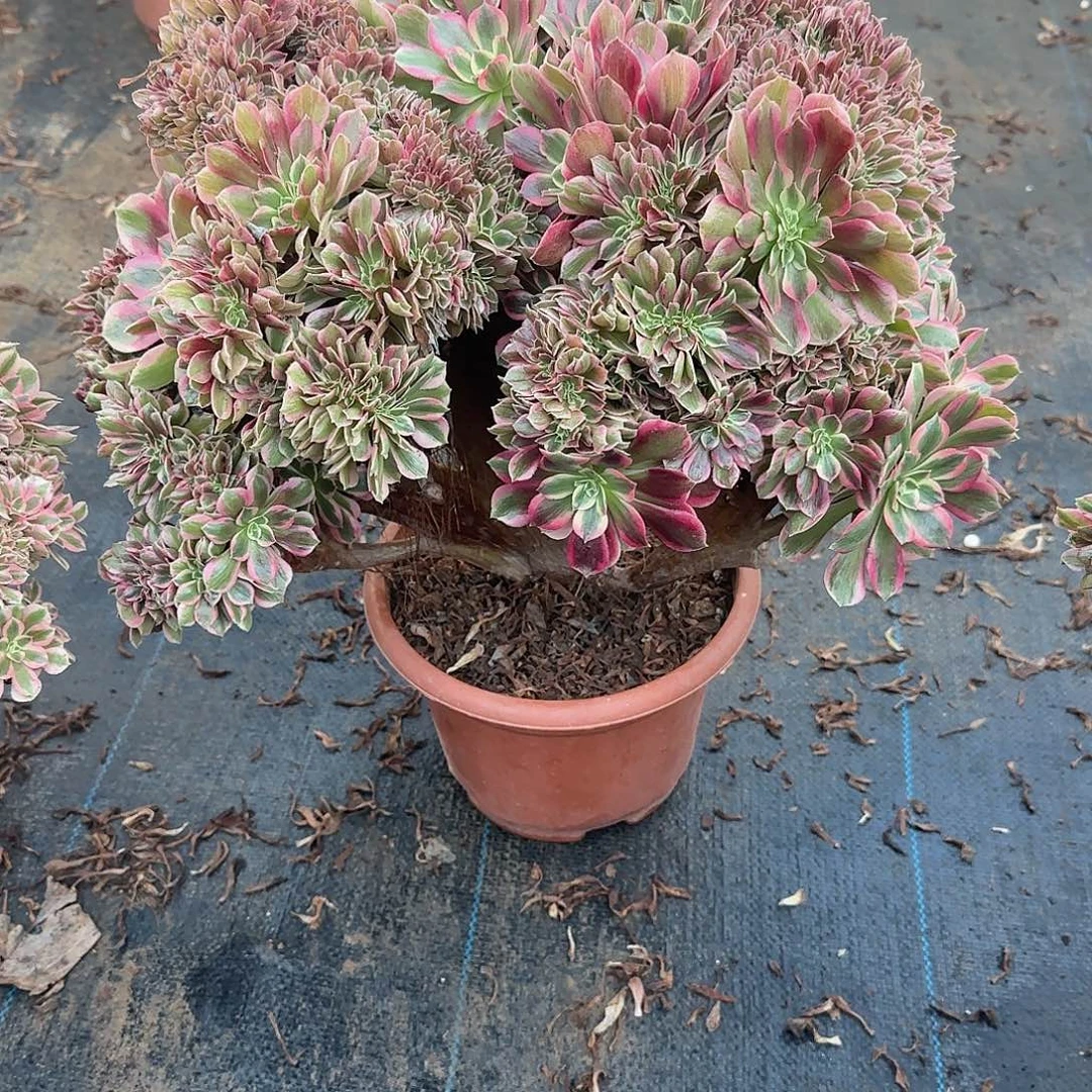 琳****香妃缀化脱土发货