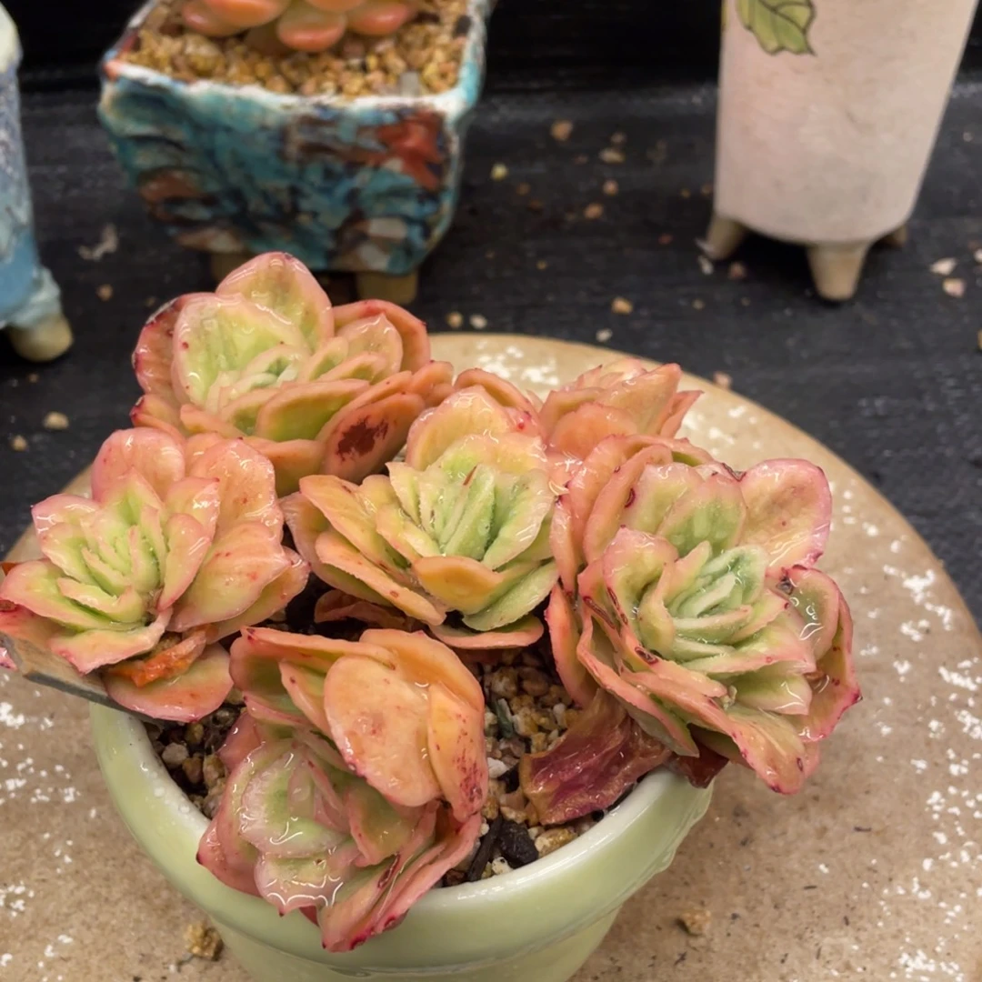 弥鹿之森一物一拍