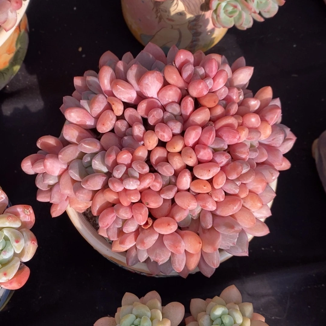 白鹭 一物一拍。