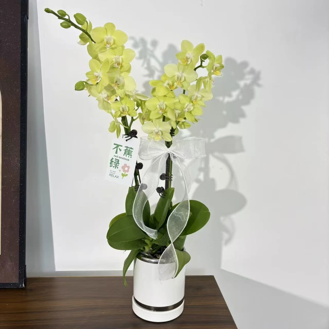 [微笑薄荷】欧品蝴蝶兰 稀有色系 高端花卉 带花带花苞