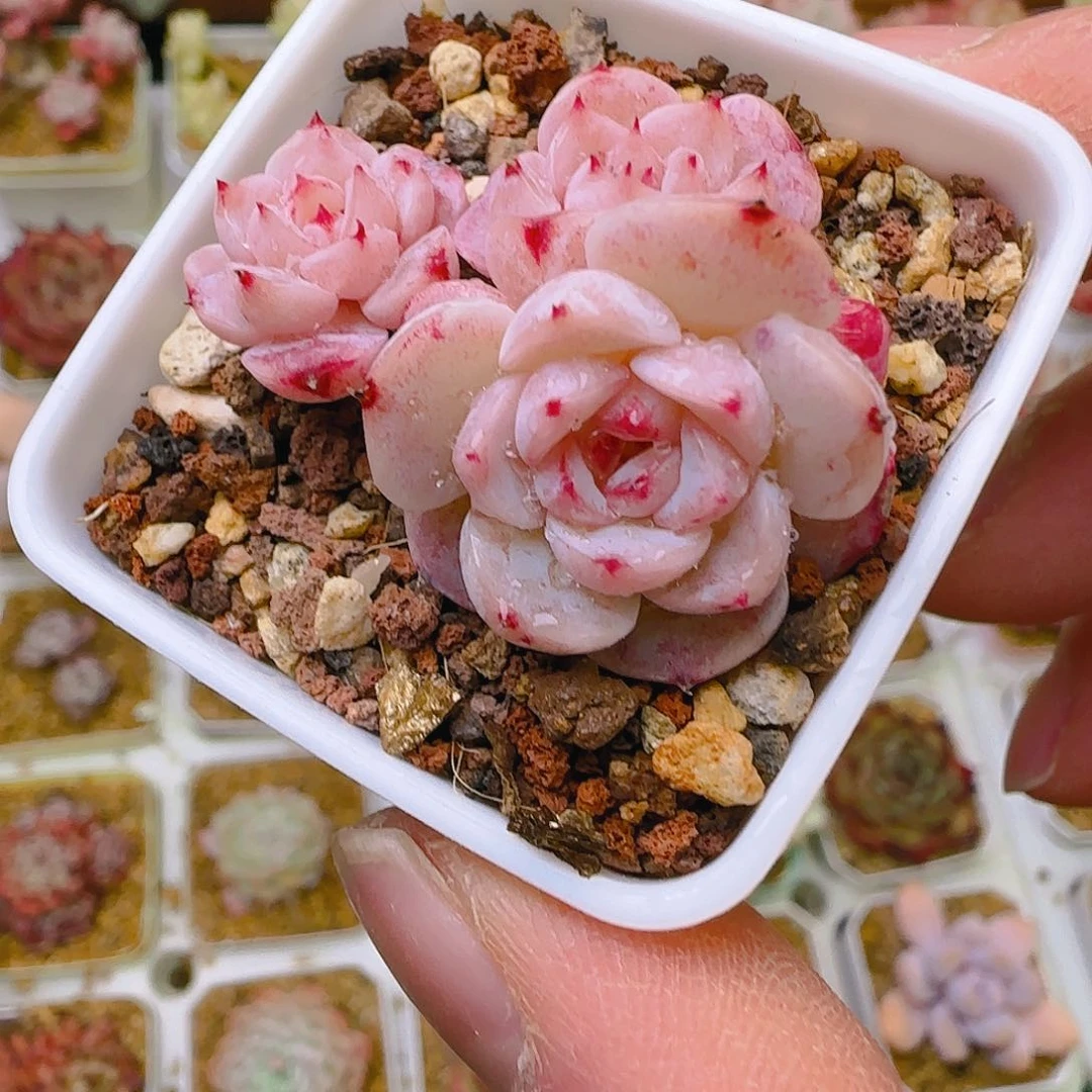 糖心天鹅，826、仙农出品