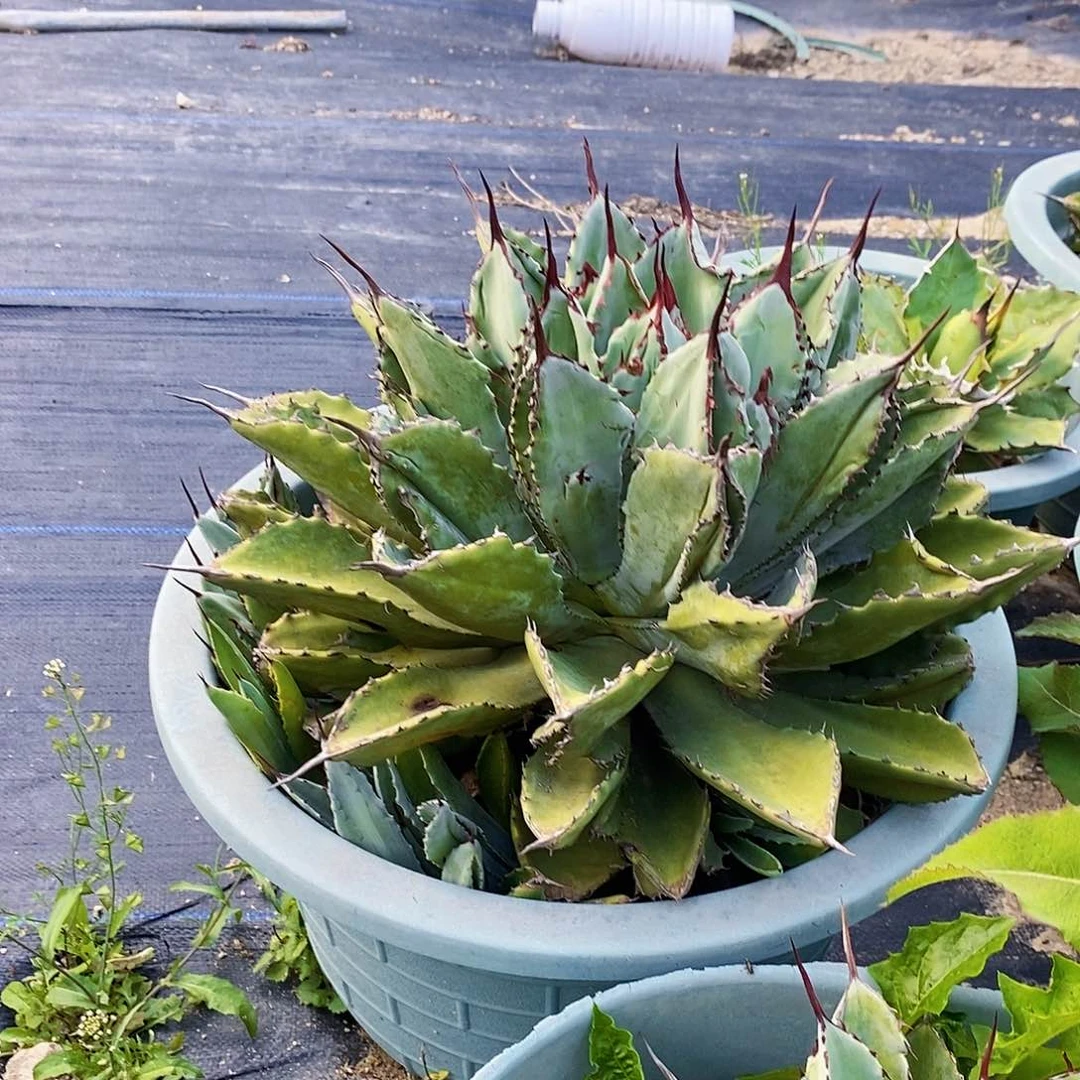 小**?00000000000000000