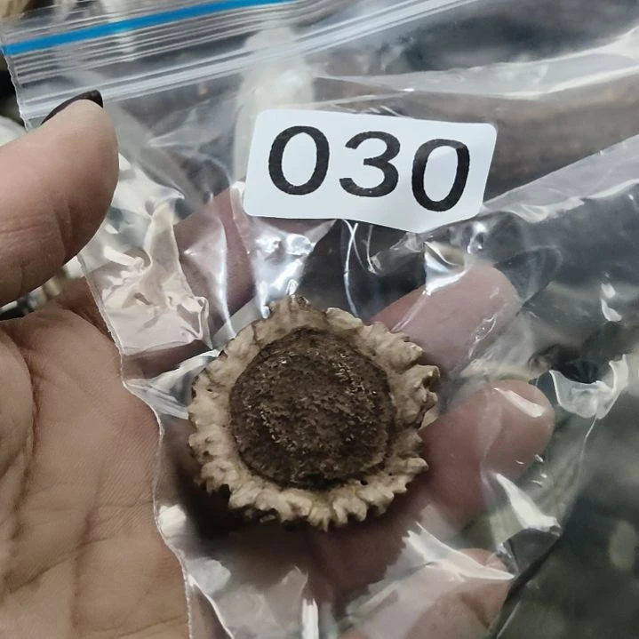 风***顺鹿角鹿角鹿角鹿角鹿角鹿角