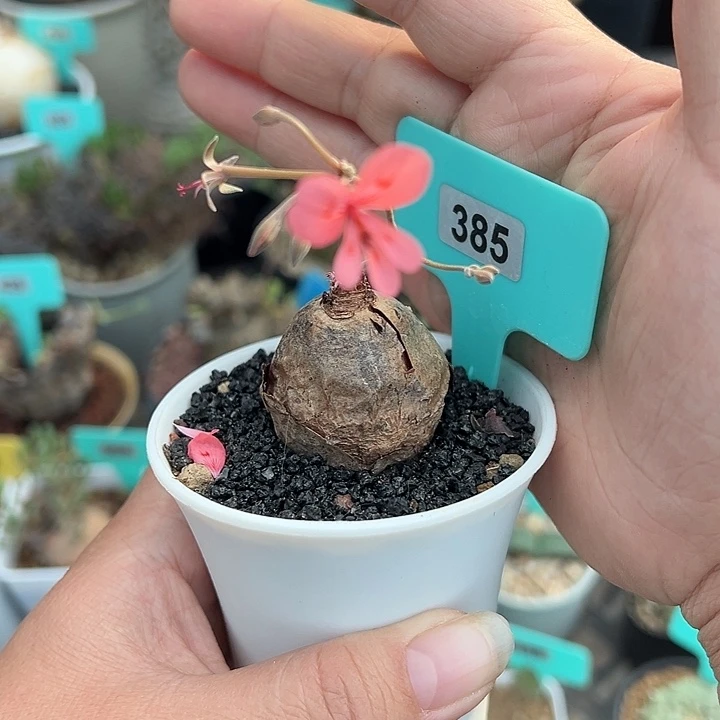 肾叶杨奎产地多肉植物