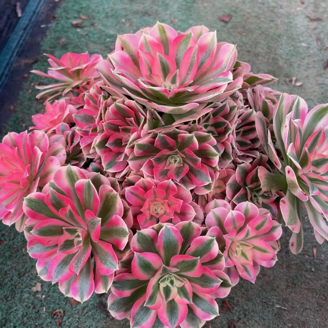 410粉女巫精品法师老桩