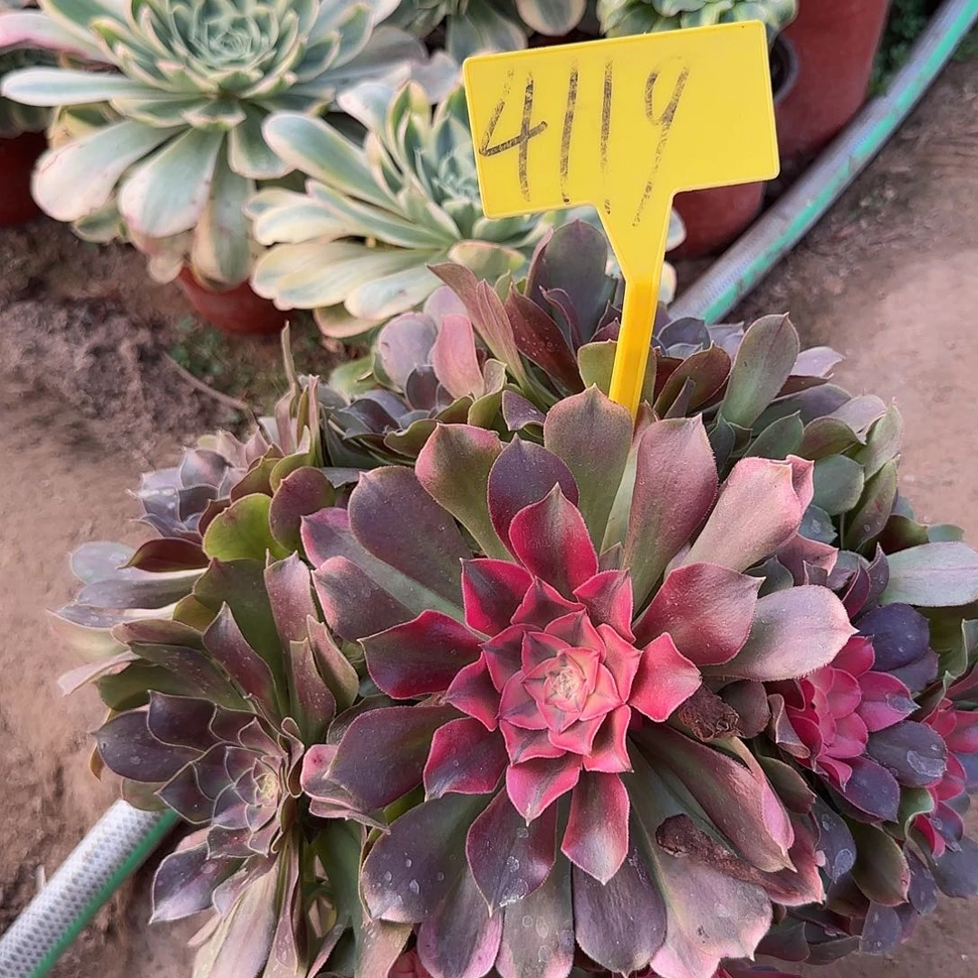 4119---多头多肉植物