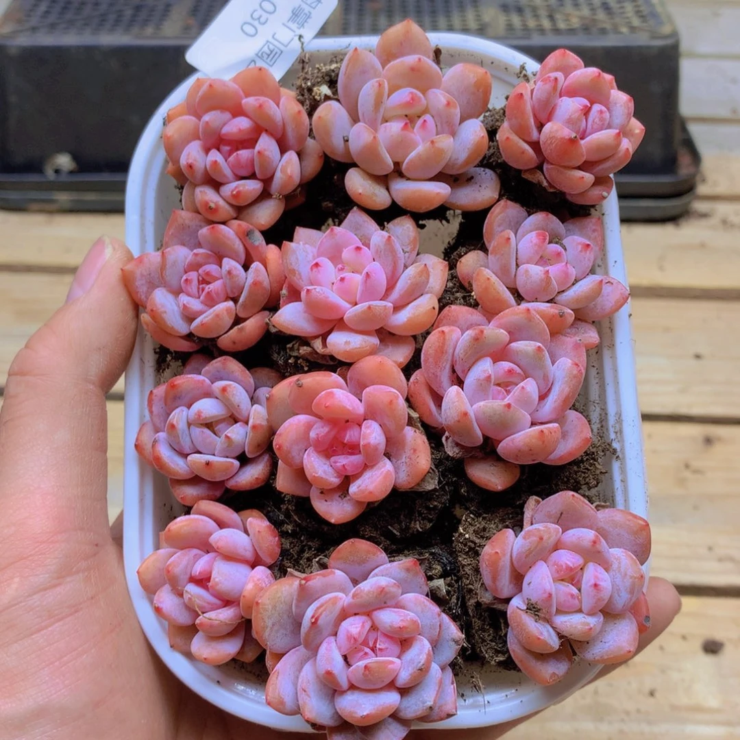 我要去看你了啊我030