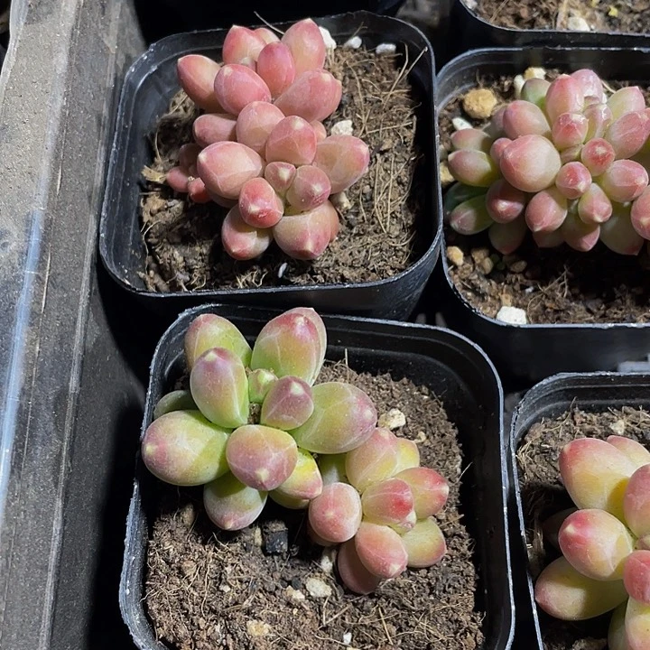 双头千代田带盆土发