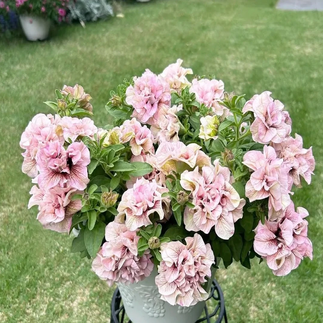 重瓣矮牵牛，72孔穴苗，适合阳台，室外，有光照的地方3棵一组