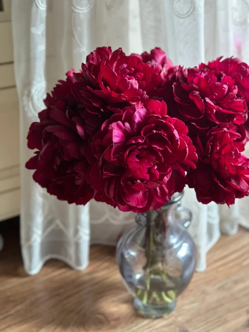 【顺丰速运】黑美人 芍药鲜切花粉莎拉鲜花直发水培插花花束