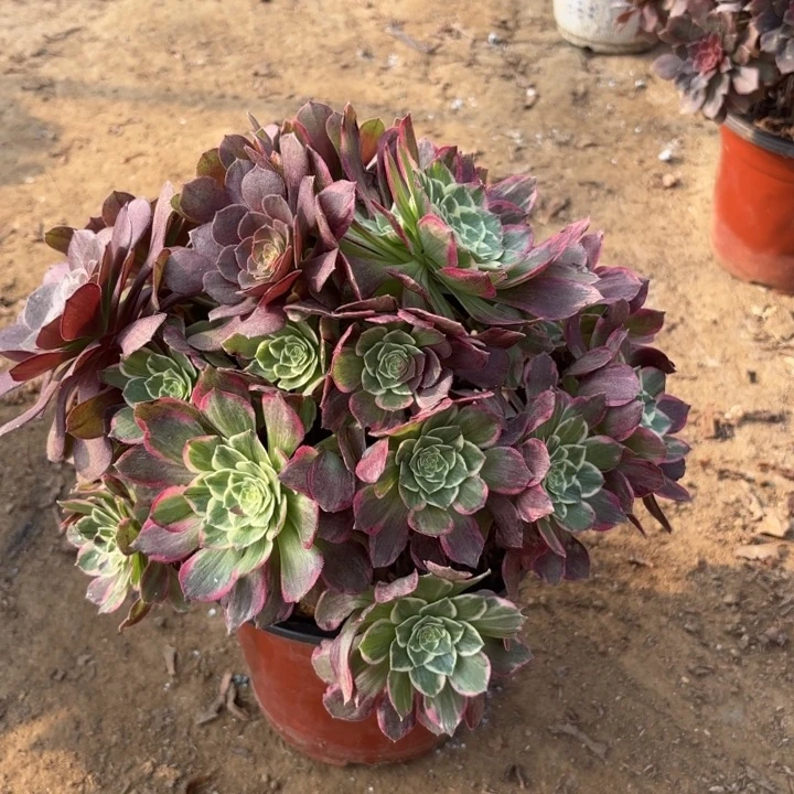 多肉植物万花筒32