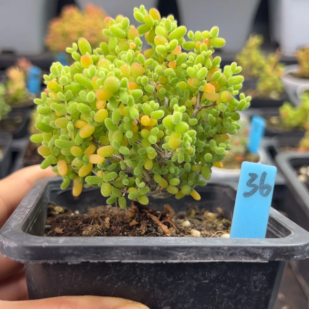 造型根金桔糖球36号