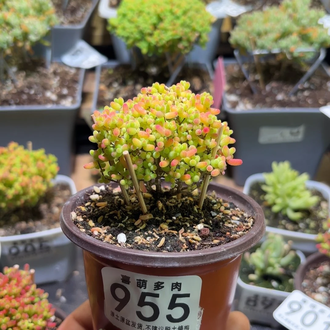 枝干番杏密橘糖球955