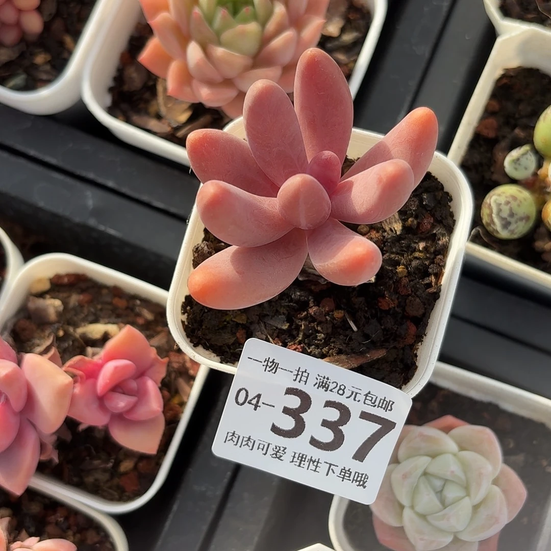 红手指无盆土发货无盆