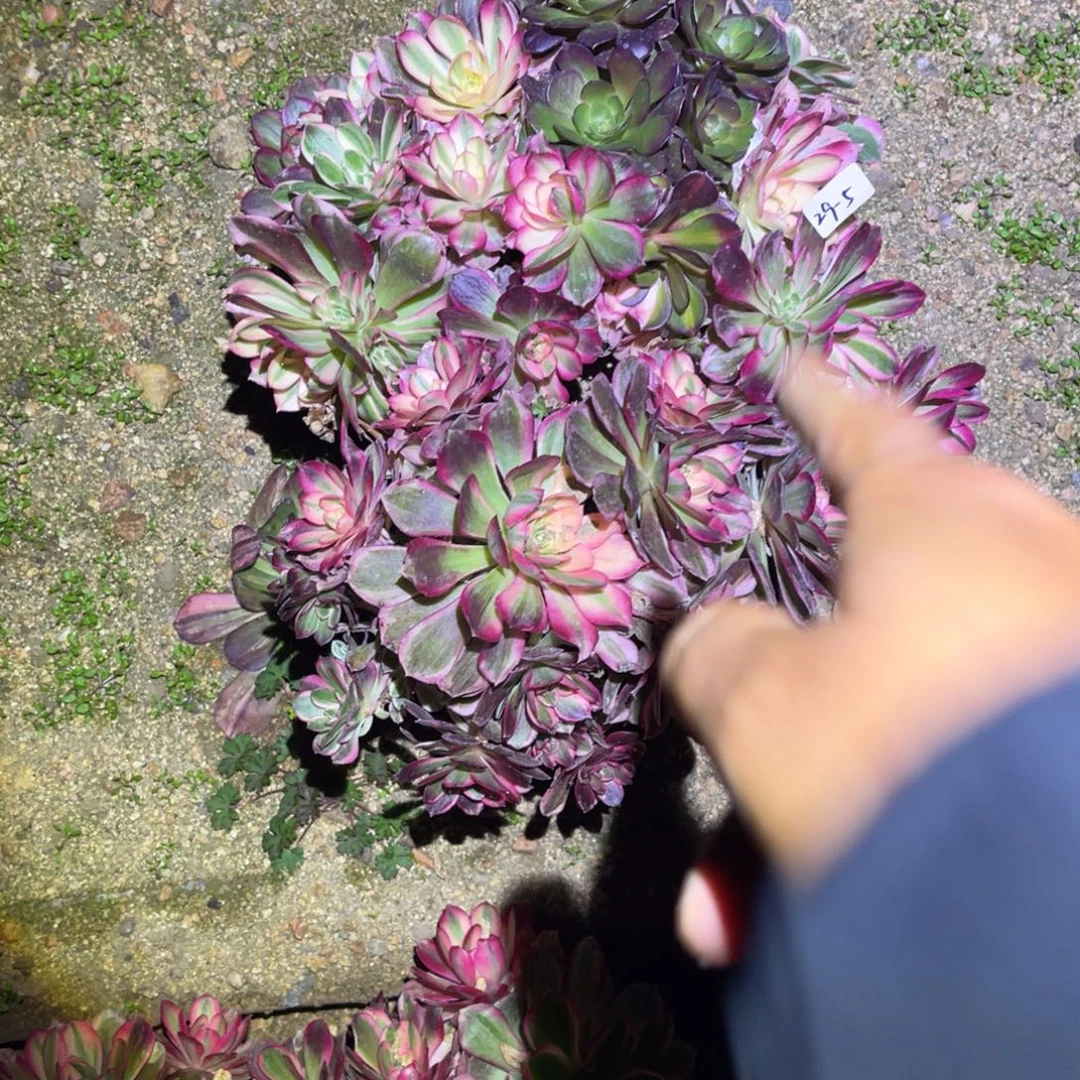 金***房12-29-5西施砍头群两颗