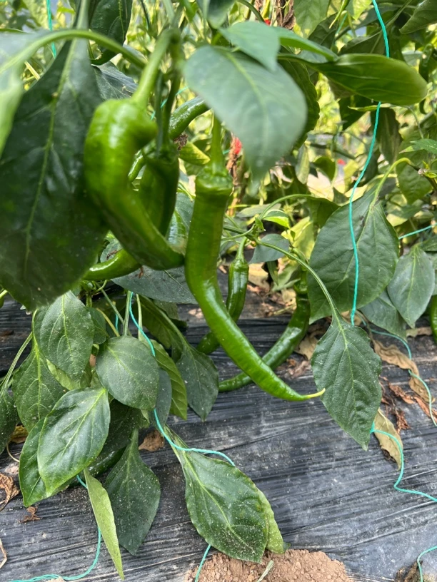 本地辣椒好吃味道好