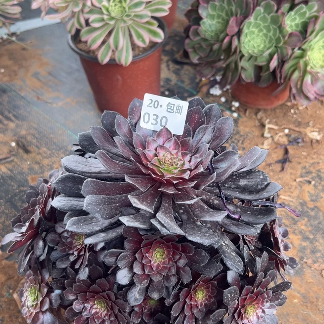 黑铜头满20包邮法师