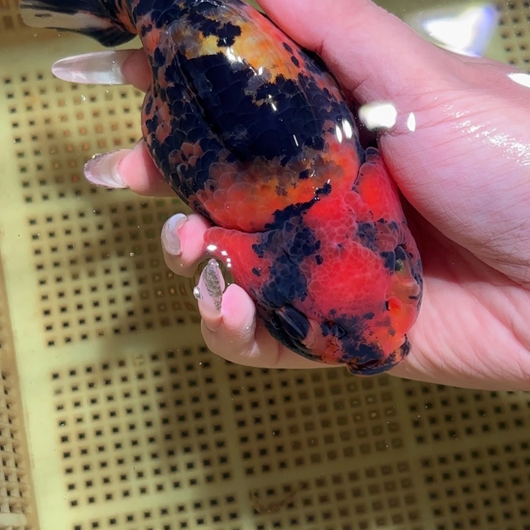 凌***天金鱼拍包装包邮，不拍包装运费到付