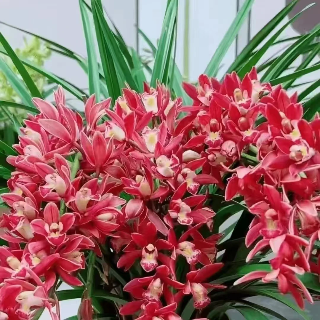美好生活【红双喜】4-6支花剑带花苞兰花喜庆红花年宵花耐寒花期长