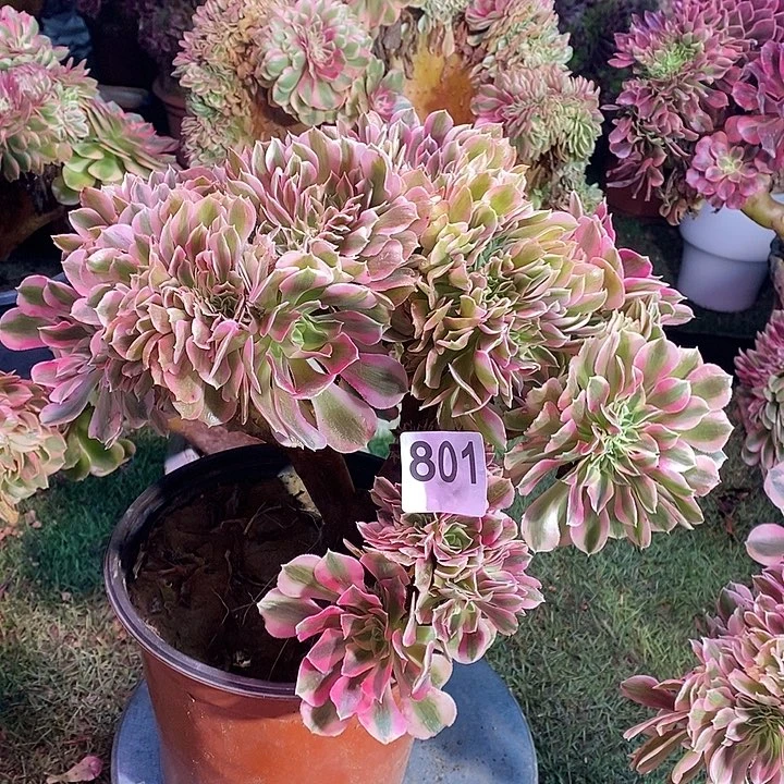 糖果女巫法师锦缀化801