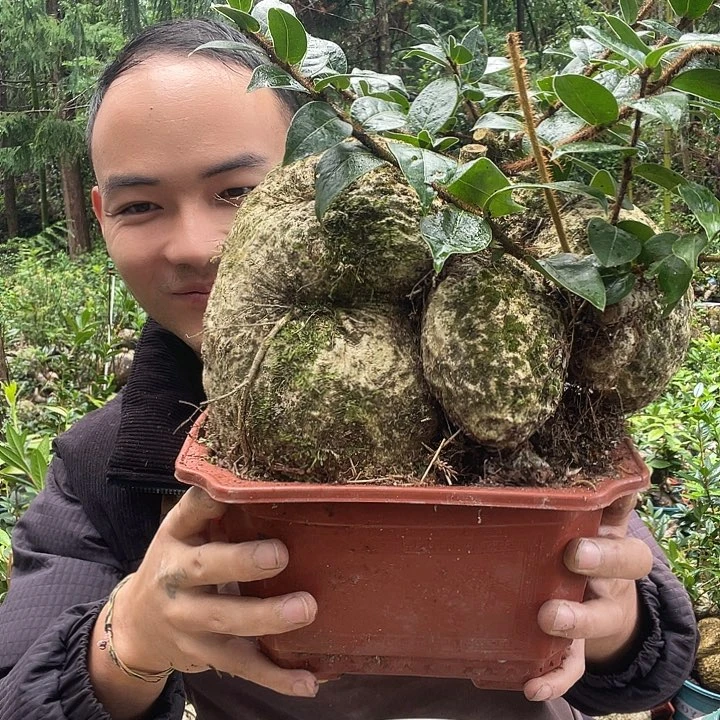 无花朵我也想要这样一款