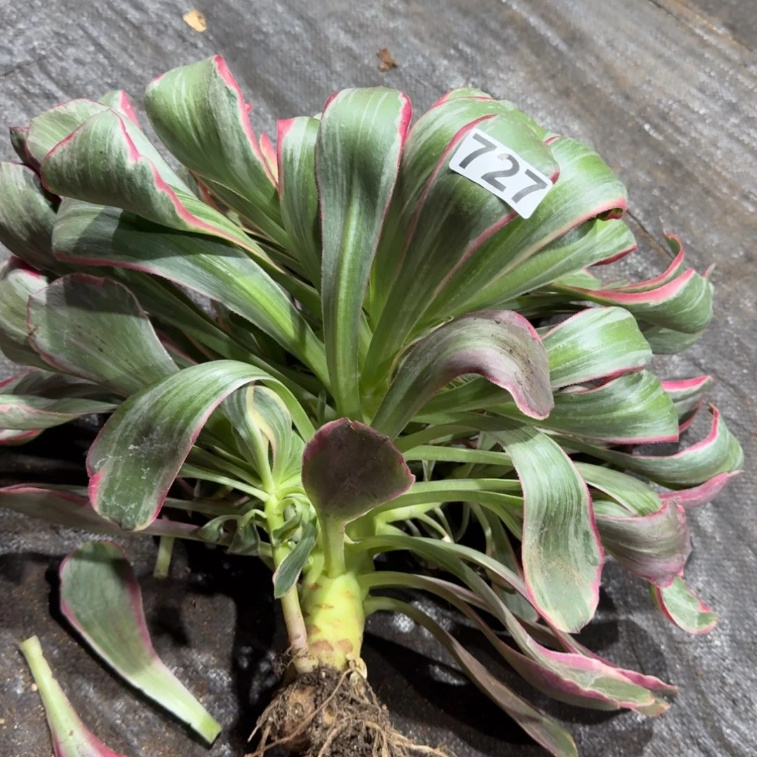 727多肉植物恶魔之眼