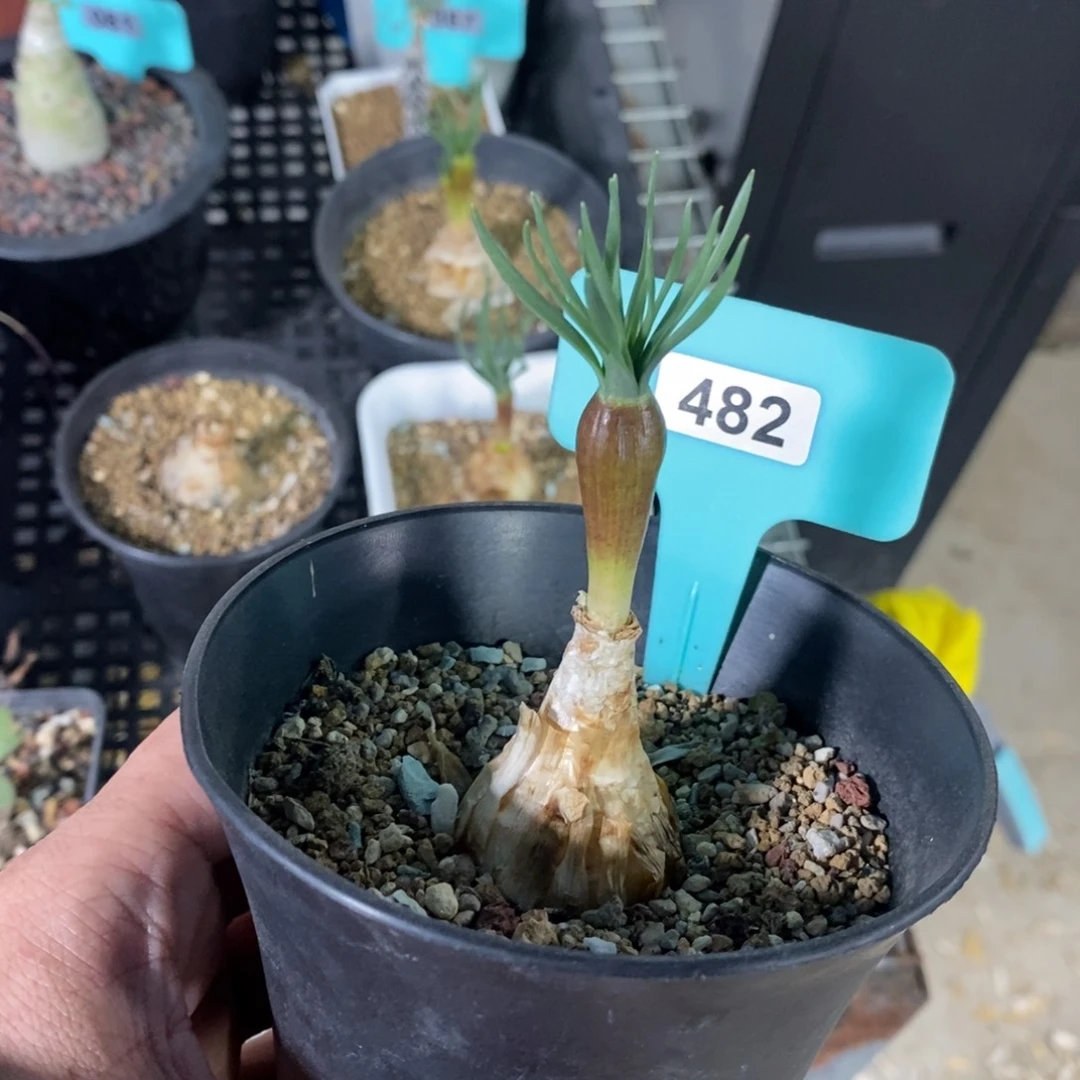 Gn弹簧草产地多肉植物