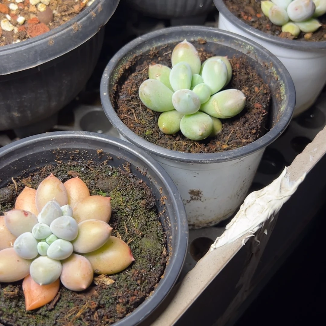 海豚体哥特多肉植物19.8