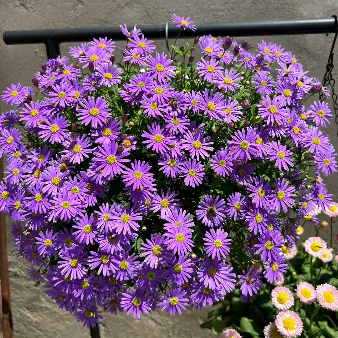 姬小菊盆栽带花苞多年生四季开花阳台庭院易养花卉