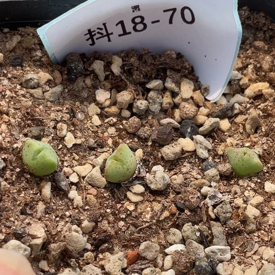 18-70肉锥多肉植物