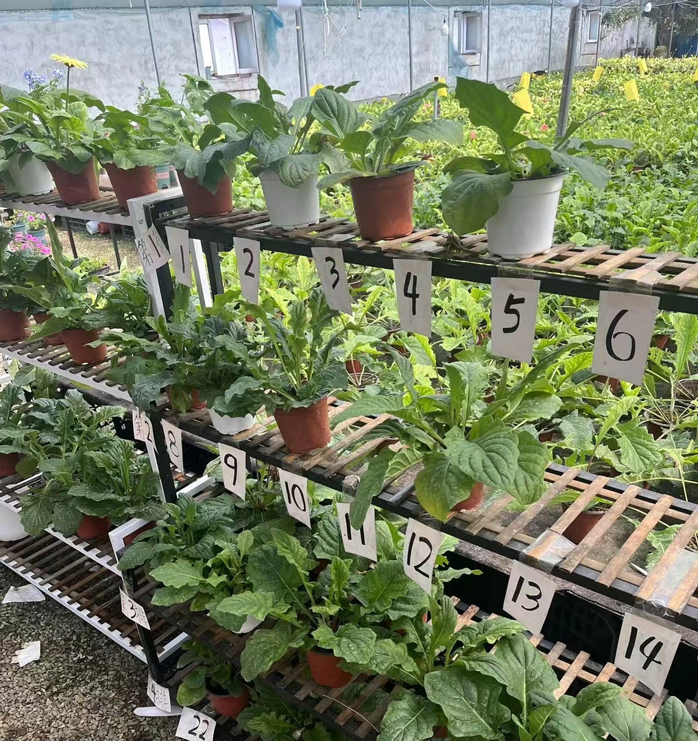 矮杆非洲菊处理，青稞非洲菊，2盆