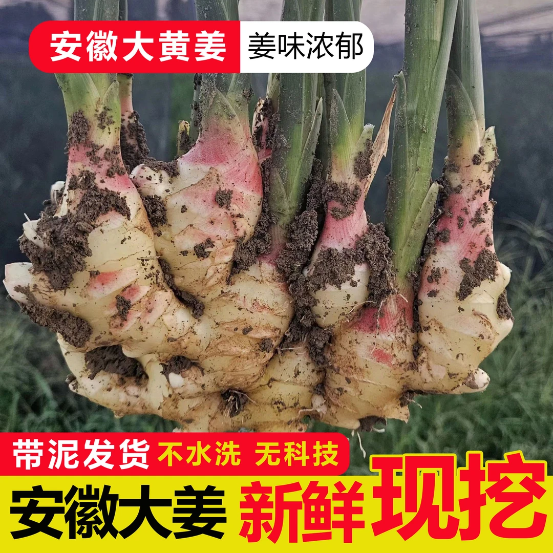 【现挖鲜姜】正宗安徽大黄姜胖嘟姜当季新鲜红芽姜