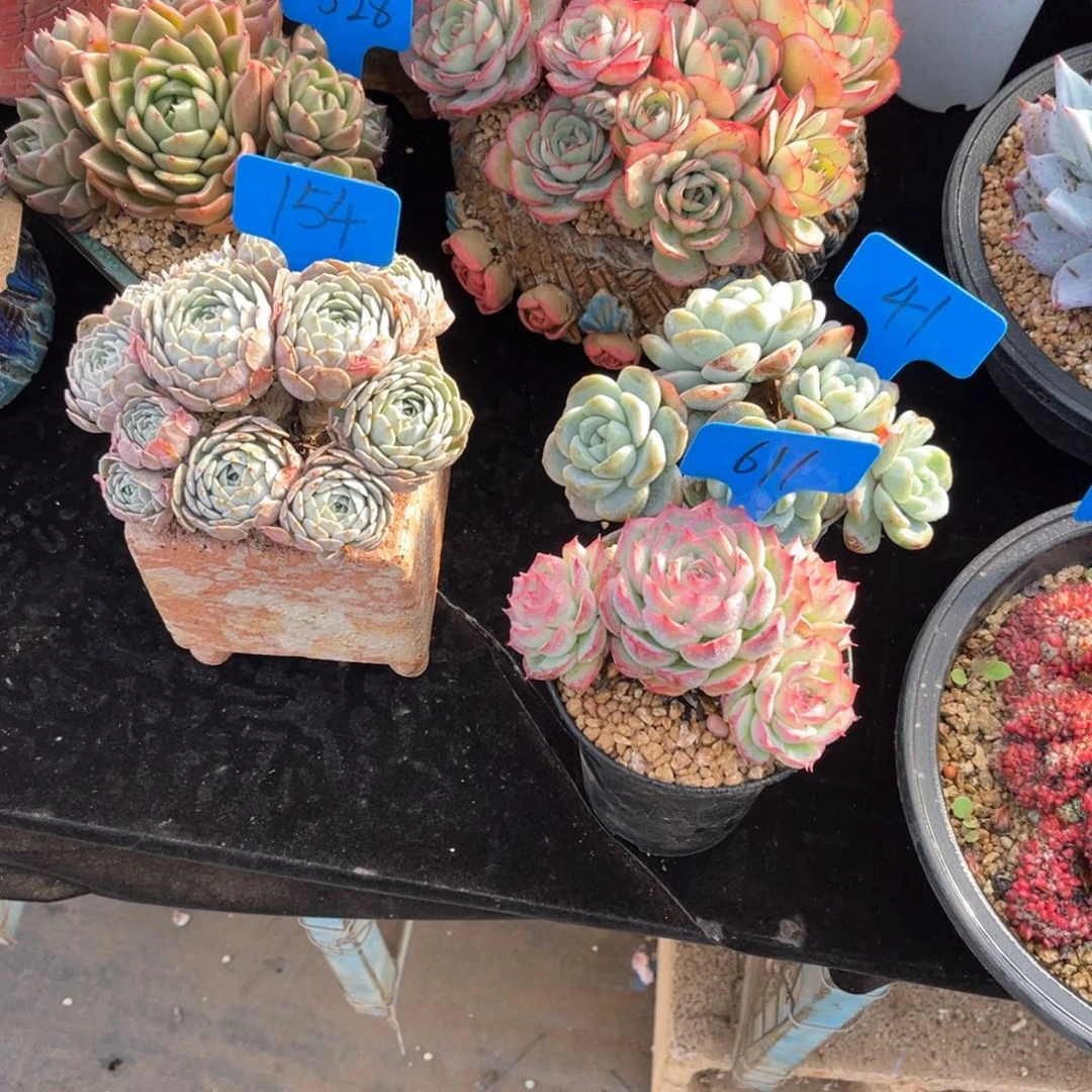 ?****611侧影多肉植物