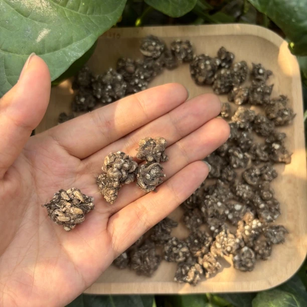 【杨老妹】山货猫爪草250克 农产品 平时可搭配枸杞