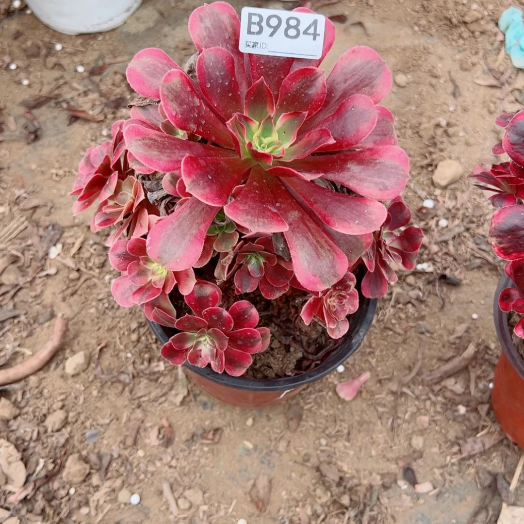 984美杜莎多肉植物法师